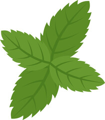 Mint leaf illustration