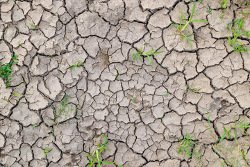 High angle view dry cracked soil with green sprouts, full-frame background and texture