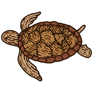 Hand drawn art of turtle. Vector, illustration.