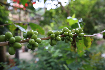 Coffee tree with raw arabica coffee bean in coffee plantation
