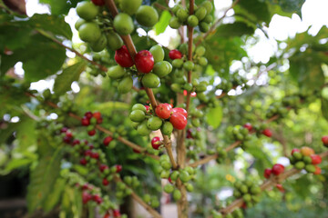 Coffee tree with raw arabica coffee bean in coffee plantation
