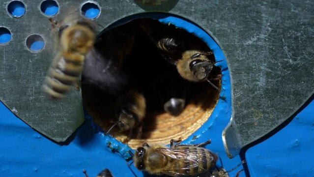 Honey bees fly next to the bee hive in the apiary to collect honey, close up. Beekeeping in countryside. Colony bees in apiary, macro. Detailed landing holes in the hive and fly bees