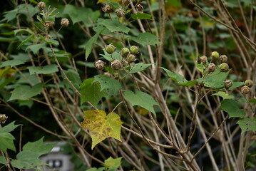 Cotton rosemallow ( Hibiscus mutabilis ) fruits ( Capsules ). Malvaceae deciduous shrub. After flowering, the capsules ripen and split into five parts, and the seeds are dispersed by the wind.