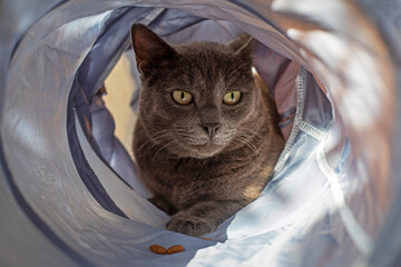 dissatisfied Blue American Burmese cat playing in the cat tunnel