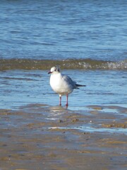 Mouette