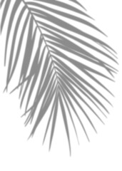 Shadow Palm Leaves silhouette, Tropical Coconut Leaf Overlay, Element object for Spring Summer, Mock up Product Presentation