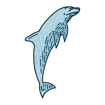 Hand drawn art of dolphin. Vector, illustration.