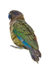 wild  olive green kea parrot isolated png