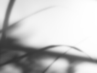 Shadow Background Effect Mockup Black Frame Leaves Wall Light White Overlay Plant Abstract Backdrop Sunlight Sun Mockup Minimal Summer Tropic Tree Floor 3d Bg Nature Room Grey Exterior Surface Frame.