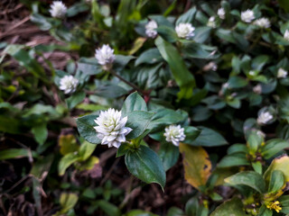 Alternanthera caracasana is a species of flowering plant in the family Amaranthaceae known by the common names khakiweed , washing lady, and mat chaff flower 