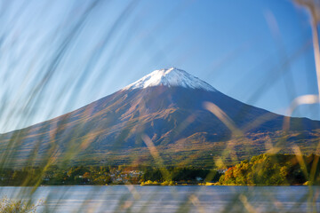 河口湖の大石公園のお花畑から見た富士山