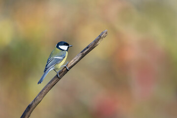 Great Tit Parus major, a passerine bird, perched