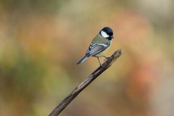 Great Tit Parus major, a passerine bird, perched