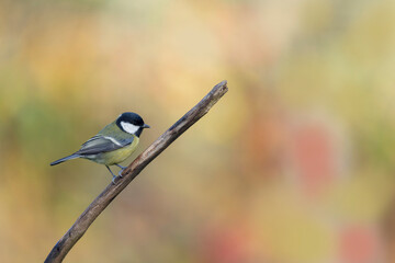 Great Tit Parus major, a passerine bird, perched