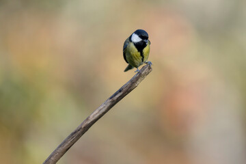 Great Tit Parus major, a passerine bird, perched