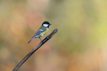 Great Tit Parus major, a passerine bird, perched