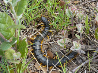 Mediterranean banded centipede ( Scolopendra cingulata ) with its black body and numerous yellow - orange legs in the natural habitat of the Alpilles mountains in Provence in France