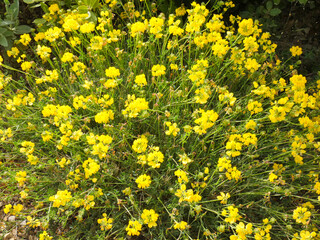 Spanish broom (Spartium junceum) resembling a bouquet in the wild nature of the Alpilles in Provence in France