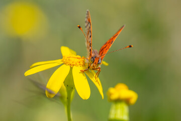 a butterfly that spread its wings on a yellow flower, Melitaea cinxia