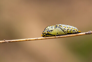 Black-veined White - Aporia crataegi Butterfly pupa