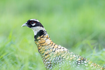 Reeve’s pheasant Syrmaticus reevesii male in close view on ground