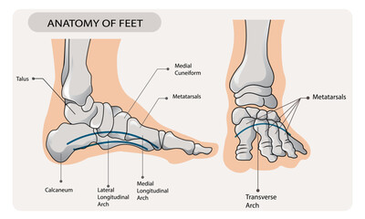 Arches of the feet. Foot skeleton anatomy. - obrazy, fototapety, plakaty