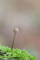 Bonnet mushroom Mycena in close view 