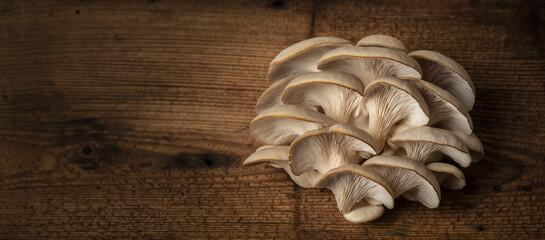 Oyster mushrooms - Pleurotus ostreatus close up - obrazy, fototapety, plakaty