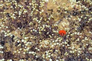 California Wildflowers