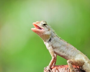 close up of a lizard
