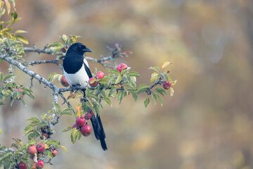 European Magpie Pica pica sitting on a dead branch