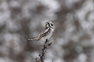 northern hawk-owl or northern hawk owl (Surnia ulula) Norway