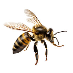 Bee flying isolated on white background cutout