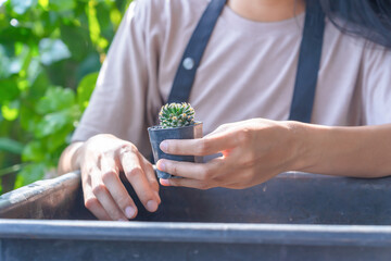 Close-up of cactus pot and hands with blurred Asian woman gardener preparing soil for transplanting...