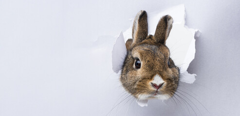 little rabbit looks through a hole in paper