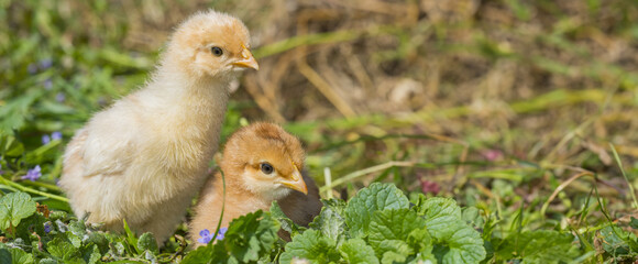 chickens in the garden