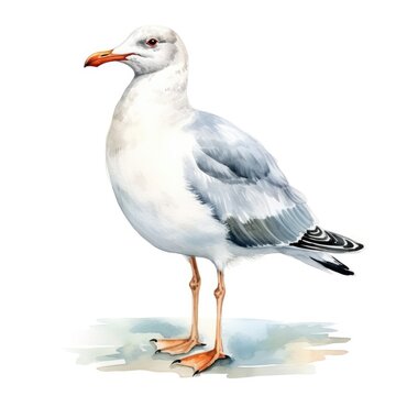 Realistic Seagull Watercolor Illustration