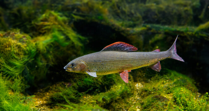 Grayling, Thymallus thymallus - freshwater fish