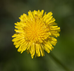 yellow dandelion flower as background.