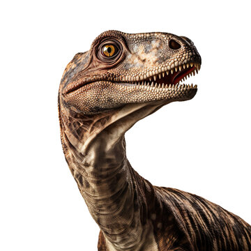 Close up of Plateosaurus dinosaur face isolated on a white transparent background