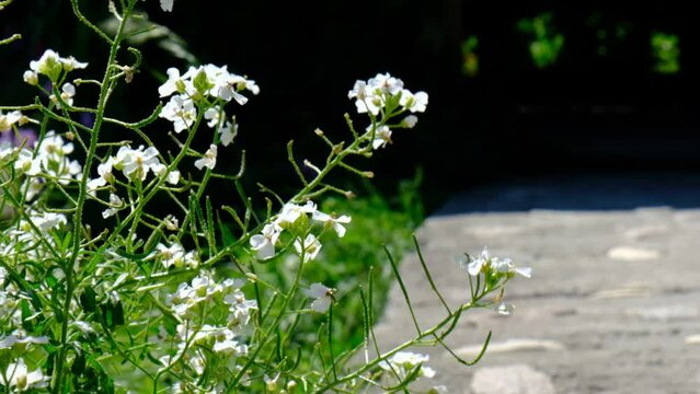 White Alyssum flowers, Sweet Alice Lobularia Maritima on home garden. Summer hot windy day. Courtyard