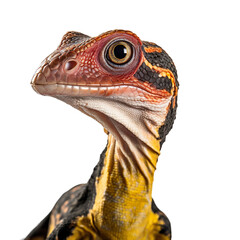 Close up of Compsognathus dinosaur face isolated on a white transparent background