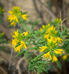 Desert Wildflowers