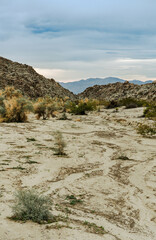 Mojave Desert Wash