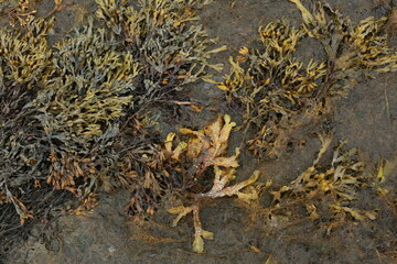  Seaweed on a pebble beach 