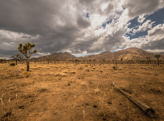 Desert landscape with trees