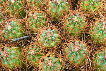 Desert Cactus
