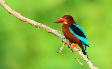 Obraz premium White-throated kingfisher perched on a tree branch, Halcyon smyrnensis