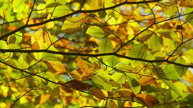Branches of a Beech tree with colored leaves at autumn, fall. The wind blows through the laves and moves the them gently. Steady shot
