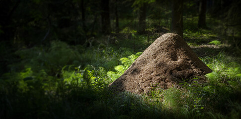 the big anthill - Red wood ant (Formica rufa) in a forest